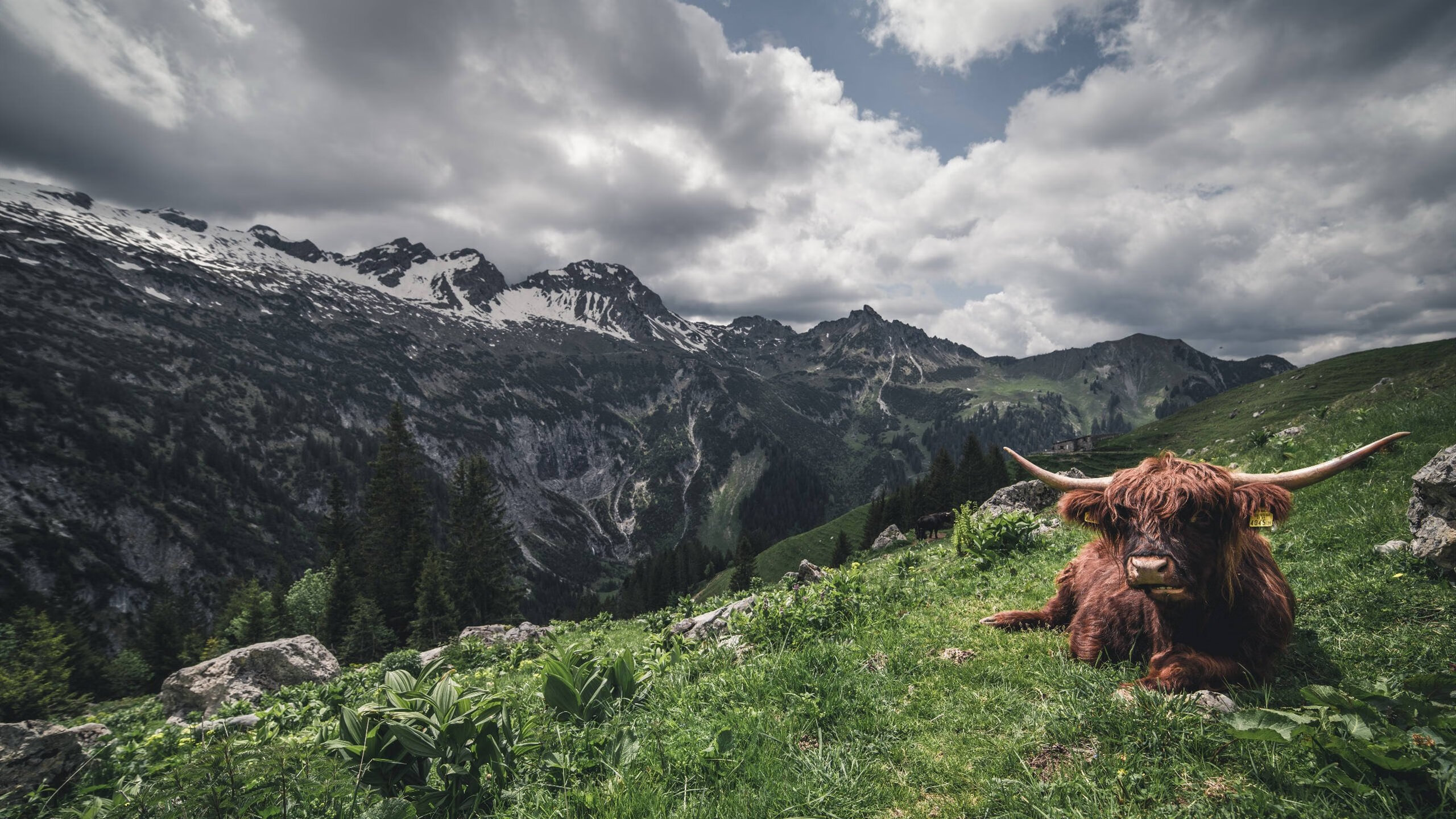 开云官网-低调实力派球员表现分析,低调足球
