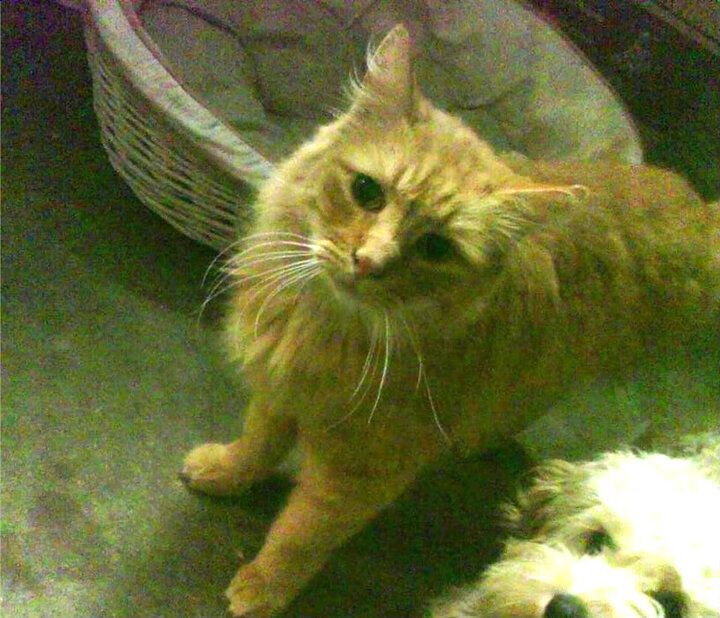 开云体育官网app-山西龙狮在关键时刻敢于出手赢得比赛尊重,中国龙狮表演视频