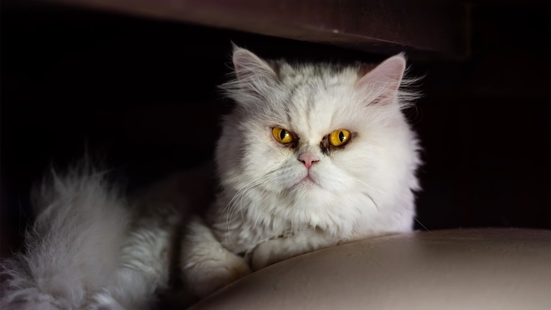 开云在线登入-世界足球运动员数据分析技术不断创新，战术制定更科学，足球世界球员数据对比