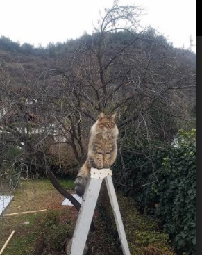 开云体育app注册-塞内加尔男篮在非洲锦标赛中奋勇冲击，夺冠之路越走越宽，塞内加尔男篮nba球员