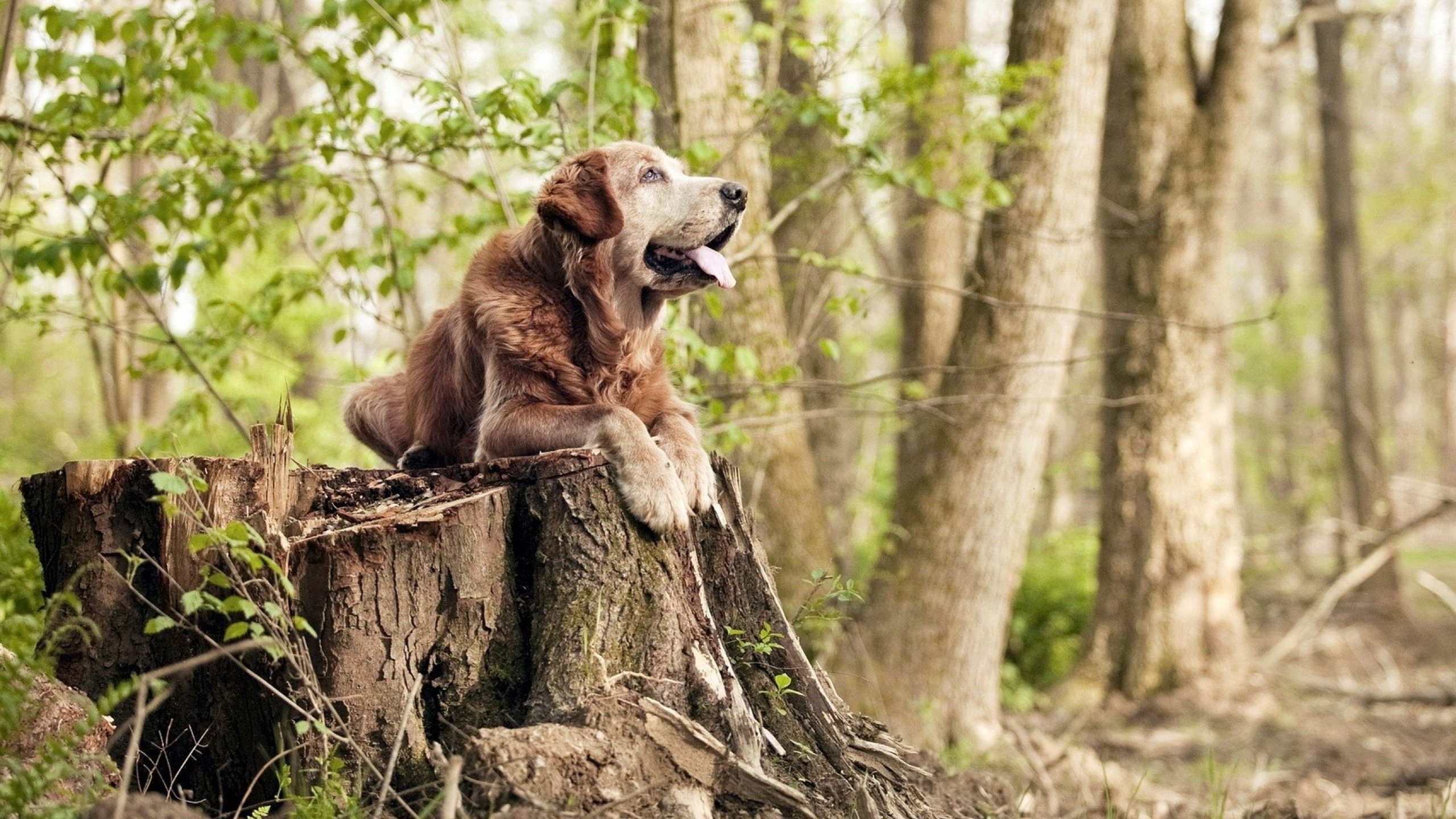 开云体育在线官网-梅西在世界杯预选赛中建功,阿根廷展现强大实力