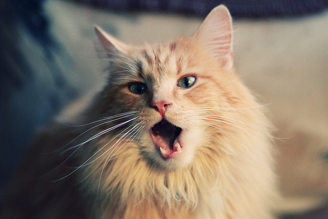 kaiyun网址-法甲新星崭露锋芒:天赋异禀引领未来,法甲新秀