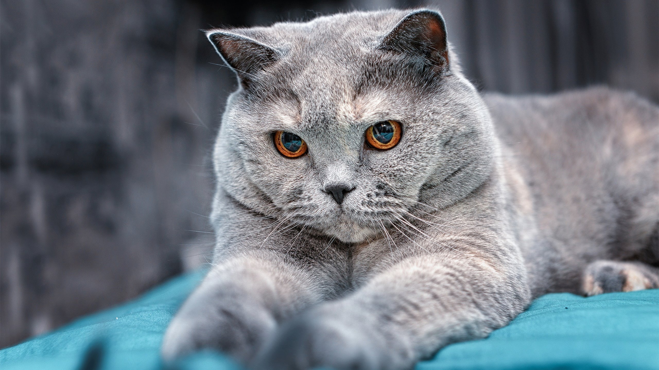 开云体育app-美洲杯激情战火:人生的梦想为足球燃烧,美洲杯精彩集锦