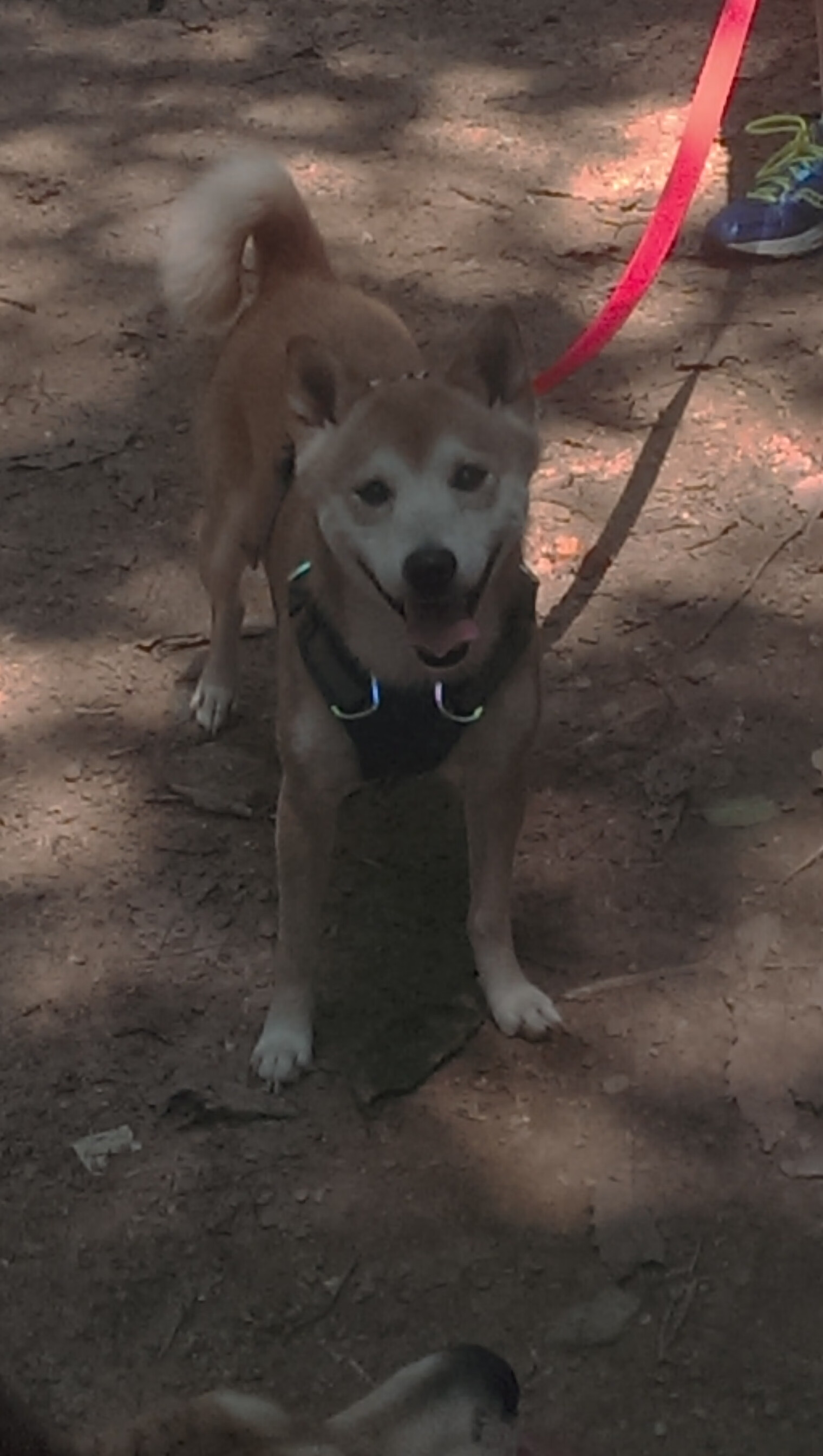 开云体育官网app-美洲杯顶尖对抗:激情、技术、智慧的较量,美洲杯集锦视频