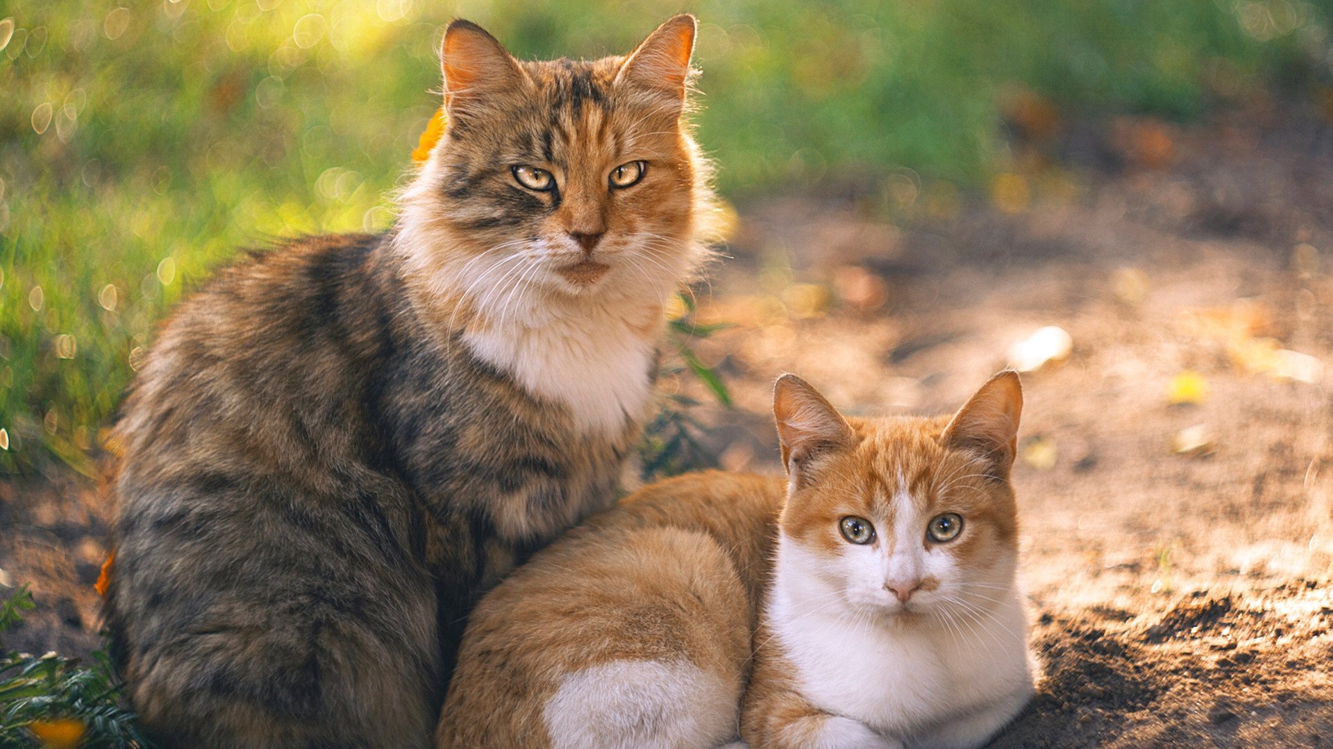 开云体育官网登入-莫伊:作为全黑队前锋中的核心力量,他的表现让对手无法抵挡,莫伊兹简历